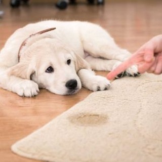SanitaireBio's tweet photo. You Don't Have To Put Your Pet Outside » You walk into a room and your heart sink when you notice the puddle your beloved pet left behind on the floor. 
Traditionally you would be reaching for the bucket with water and harsh cleaning chemicals before any… https://t.co/6vycSDAHp5 https://t.co/aP1jPjLg4K