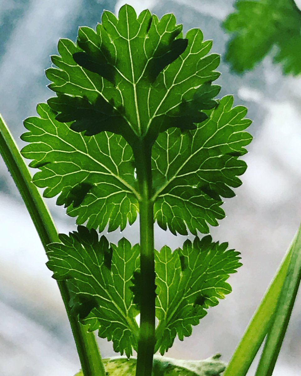 indox_me's tweet photo. #fractals are self-repetitive #patterns found in everyday’s #life. Do you think #accounting is a fractal ? https://t.co/8BOEztSGZS
