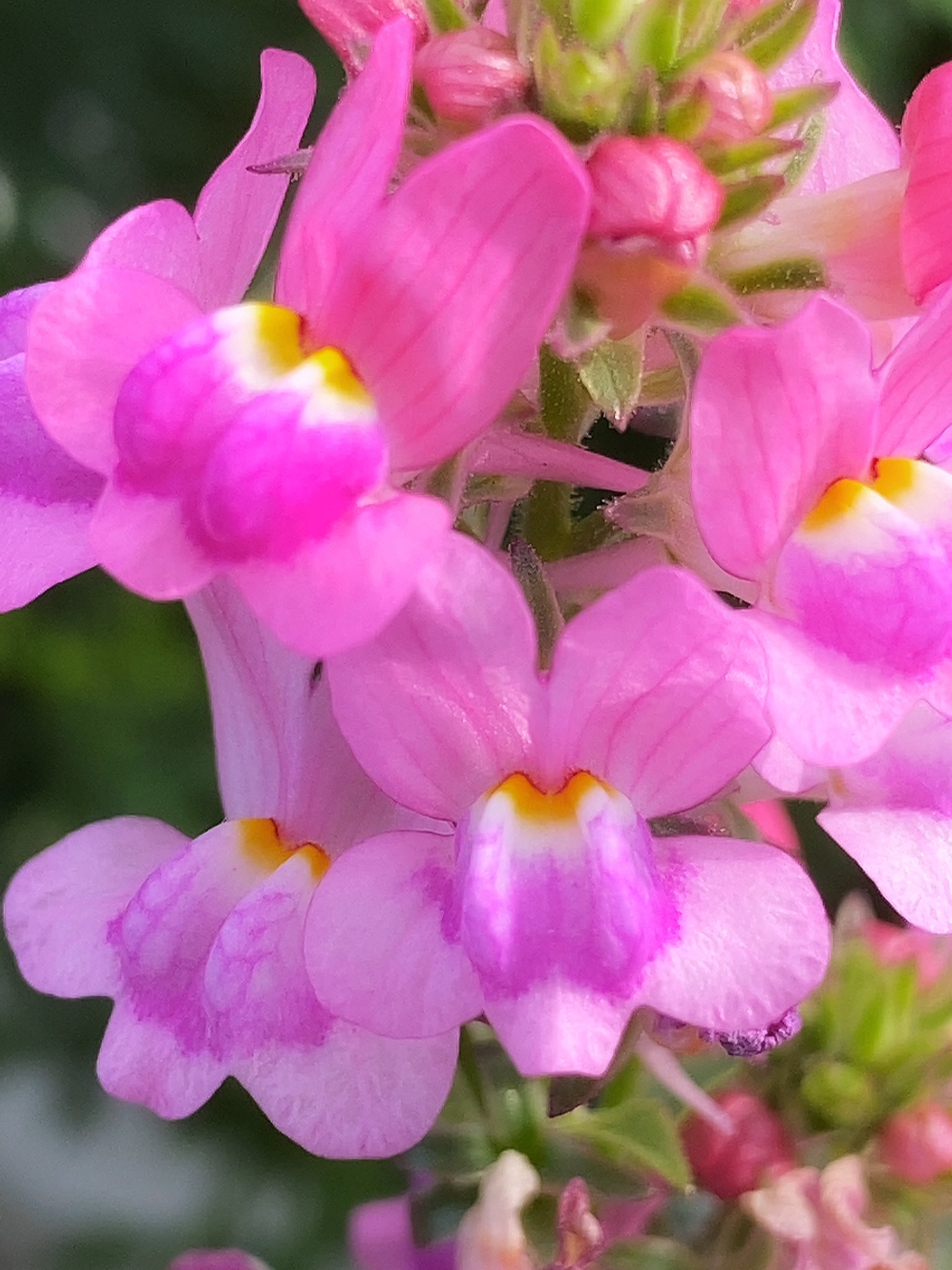 花丸花子 A Twitter リナリア 姫金魚草 という名前が可愛らしくて好きで以前保護した姉妹猫に リナ と リア と付けました そして この恋に気づいて 可愛すぎるリナリアの花言葉もダイスキ 花 花好きな人と繋がりたい 花言葉 花のある暮らし