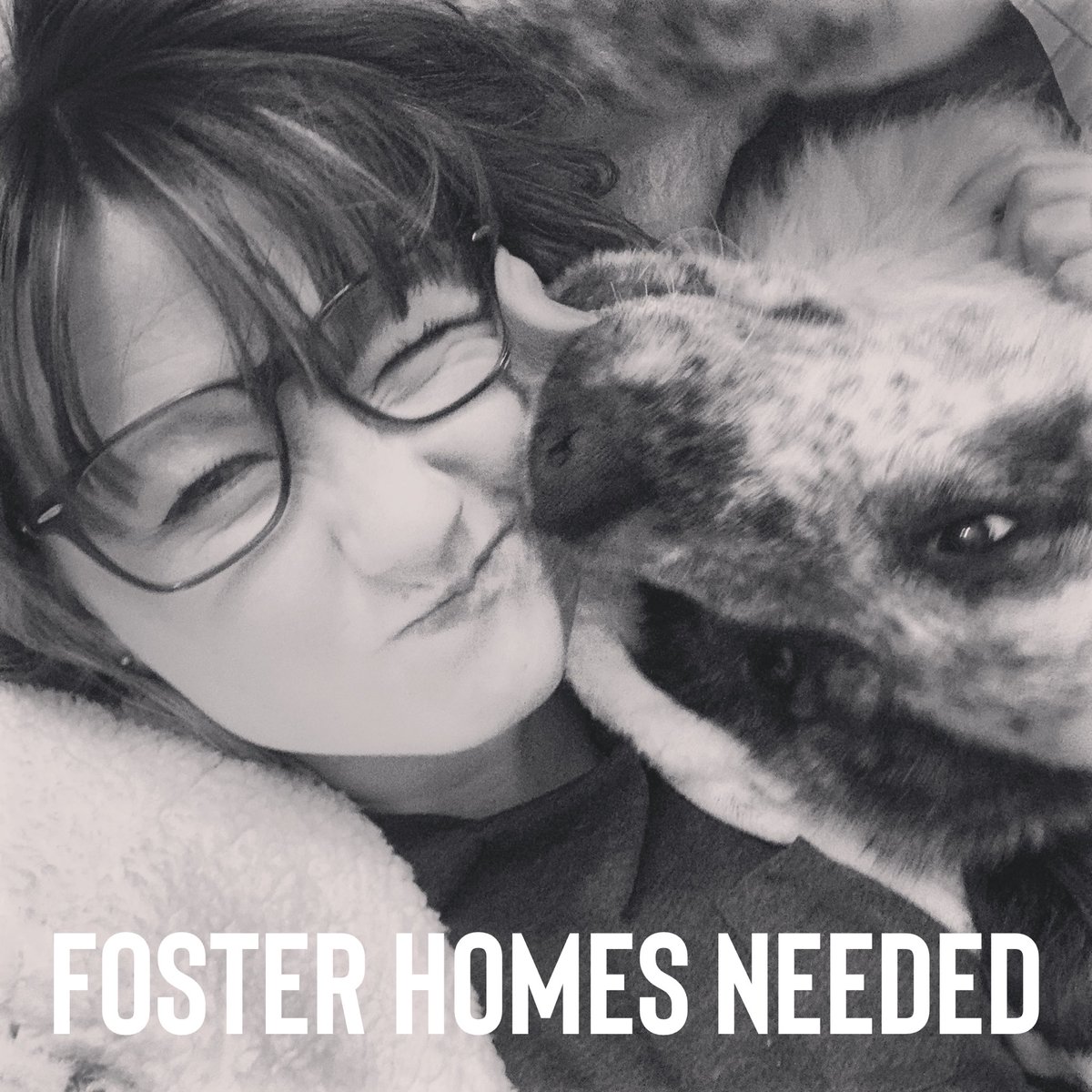 infinitewoofs's tweet photo. Want to experience unconditional love? FOSTER! All medical appointments and supplies are covered. We just need you to supply a place to sleep and love! 💕
Head to https://t.co/o1EOZIE2Dx to sign up today! https://t.co/lpebA6t06g