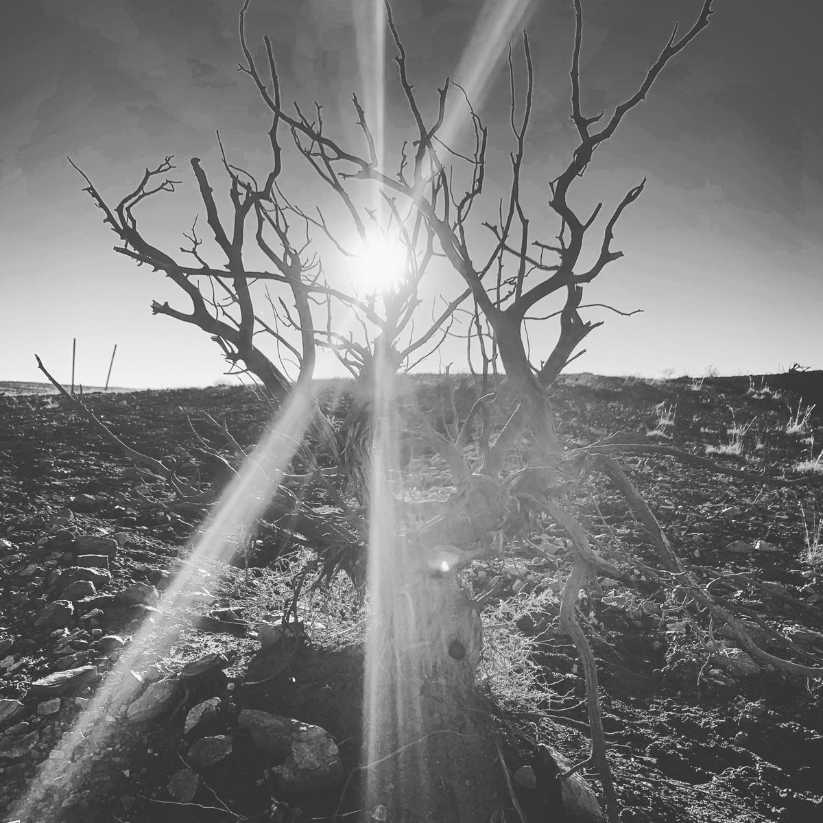 Jxlz415's tweet photo. Sunset at a cattle ranch, near White Mountains in eastern Arizona. #sunset #blackandwhitephotography #easternarizona #inspired #whitemountains #arizona https://t.co/zWpjsGLNZY