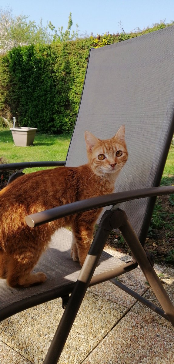 closteoblaste's tweet image. J&apos;ai envie de mettre des photos de ronron