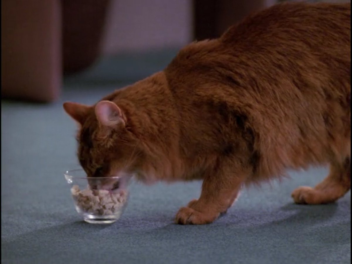 TentacleTamer's tweet photo. ST:TNG s4e11: That's right! The first time we see that Data has a cat! No name assigned yet, but watch this account closely as we track the changes in colour, fur type, and possibly even sex of this vital crew member.
#cat #spot #DatasCat https://t.co/gRqYbYNenu