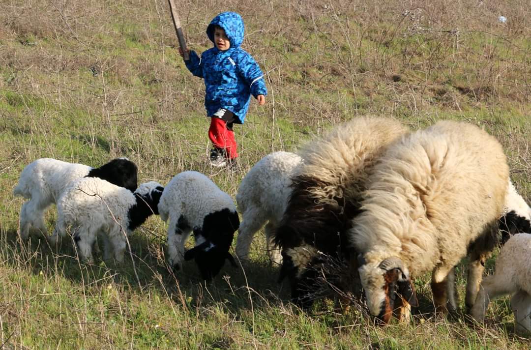 Hataytube's tweet photo. Hatay'da Bahar..🐑🦋🐞
#hatay #altınözü #bahar
📸Talip Köleoğlu https://t.co/6htx579vwD
