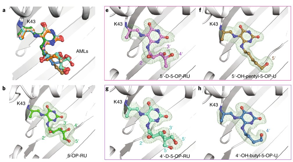 mmw_lmw's tweet photo. #MAIT_cell antigens | The molecular basis underpinning the potency and specificity | Altered Metabolite Ligands | Jamie Rossjohn @MonashUni @NatImmunol https://t.co/0AmYpNZTaA https://t.co/EzV8um7Db2