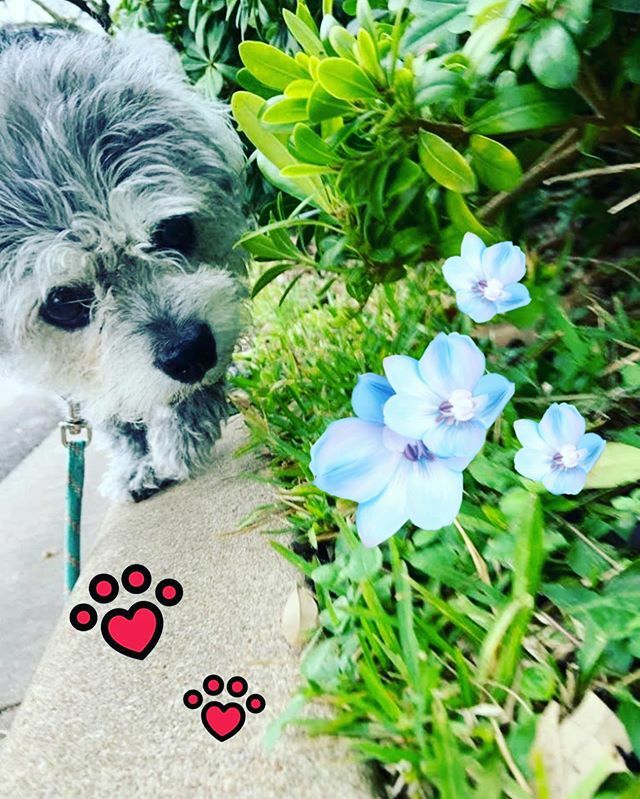 GameTimeDog's tweet photo. What a great day to wake up and smell the flowers 💐⛈ Spring is almost here!! ☀️ #springiscoming #freshflowers #thunderstorms #dogwalkinglife #mixedbreed #gametimedogservices #512dogs #austintx #lovemyjob https://t.co/TuZb0VoccO https://t.co/oygPFd3EqB
