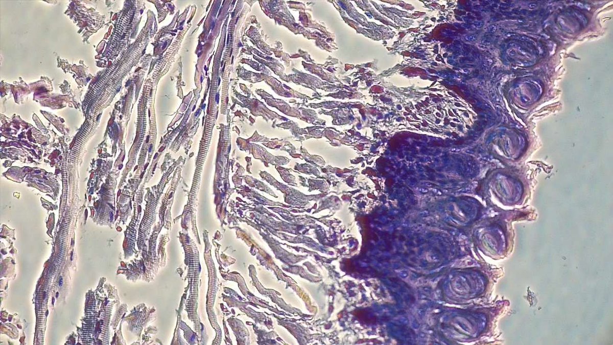 BreeJodee's tweet photo. Když už jsme u té Histologie, tak něco málo z preparátků: 1) obtiskový preparát - plíce, 2) řezový - jazyk, 3 a 4) střevo :-) https://t.co/udrZzSeIBH