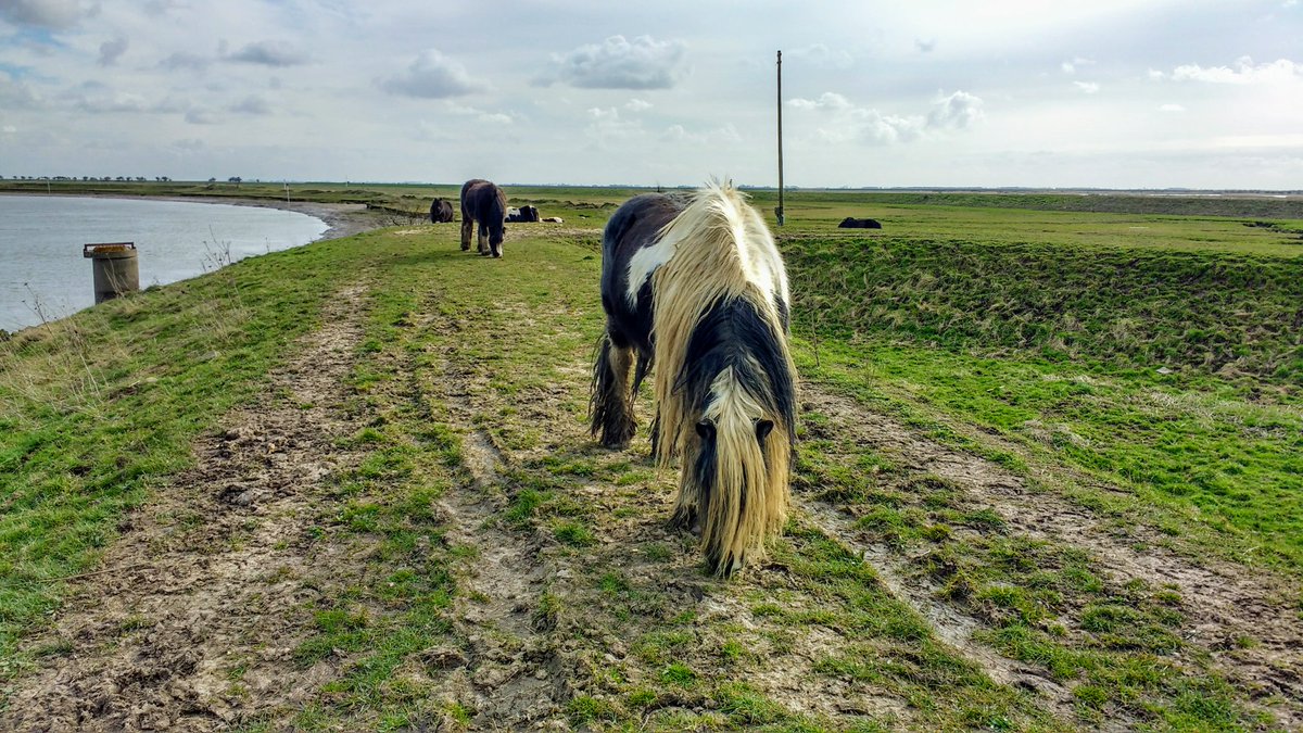 BethFootForward's tweet photo. #Fosdyke to #Boston along the #Macmillan Way. Lapwings, ponies &amp; a hare.
https://t.co/IXgB70MuYZ

https://t.co/5Pf99n8VVI

#nationaltrails #visitbritain #Lincolnshire #searchandrescue #uksar #volunteers #ramblers #walking #hiking #charitywalk #charitycoastalwalk #BethFootForward https://t.co/EgUT3oDf4Y