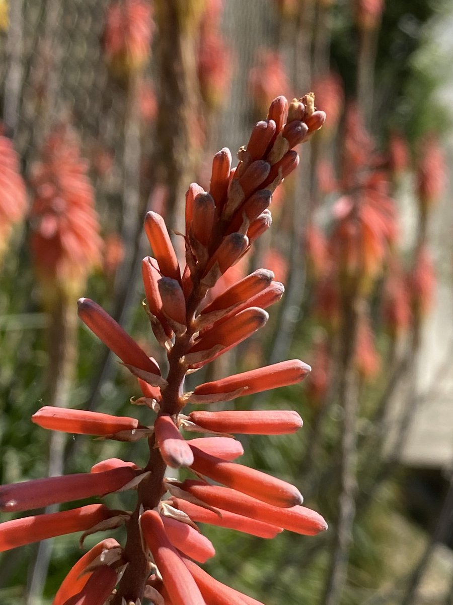 funfeasts's tweet image. Lovely-ness found on my Pulgas hike today.