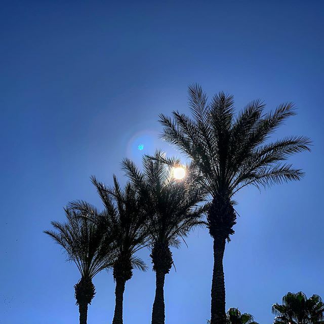 rdnester's tweet photo. Rays of sunshine passing through the palms to brighten the day. #winterinthedesert #DHS #SoCal #desertlife https://t.co/7WFiZ9Xawy https://t.co/ZvjeGZAVON