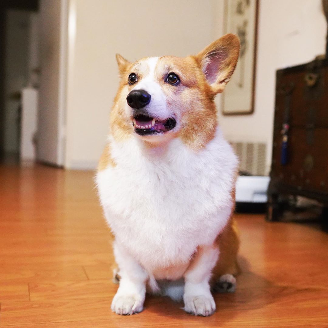 corgilovers3's tweet photo. When you aren’t trying to look Monday in the eyes
 #corgistagram #corgipuppy #corgiaddict #instacorgi #welshcorgi #pembrokewelshcorgi #posocreekcorgi #corgiplanet Alex Trebek Shaun King Bloomberg is OUT https://t.co/03c2VIiTig