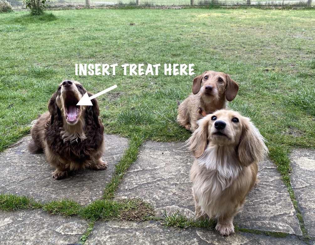 SausageDogHotel's tweet photo. Crosby making sure I know where the treats go... #InsertTreatHere https://t.co/b677mn9Jcn