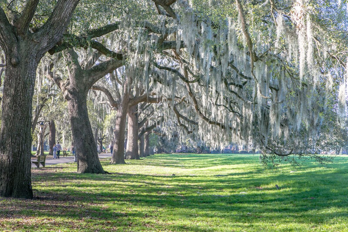 VisitSavannah's tweet photo. Spend your next 3 day weekend falling in love with Savannah: https://t.co/i9Pe3eszEp https://t.co/3RiyKYCT1J