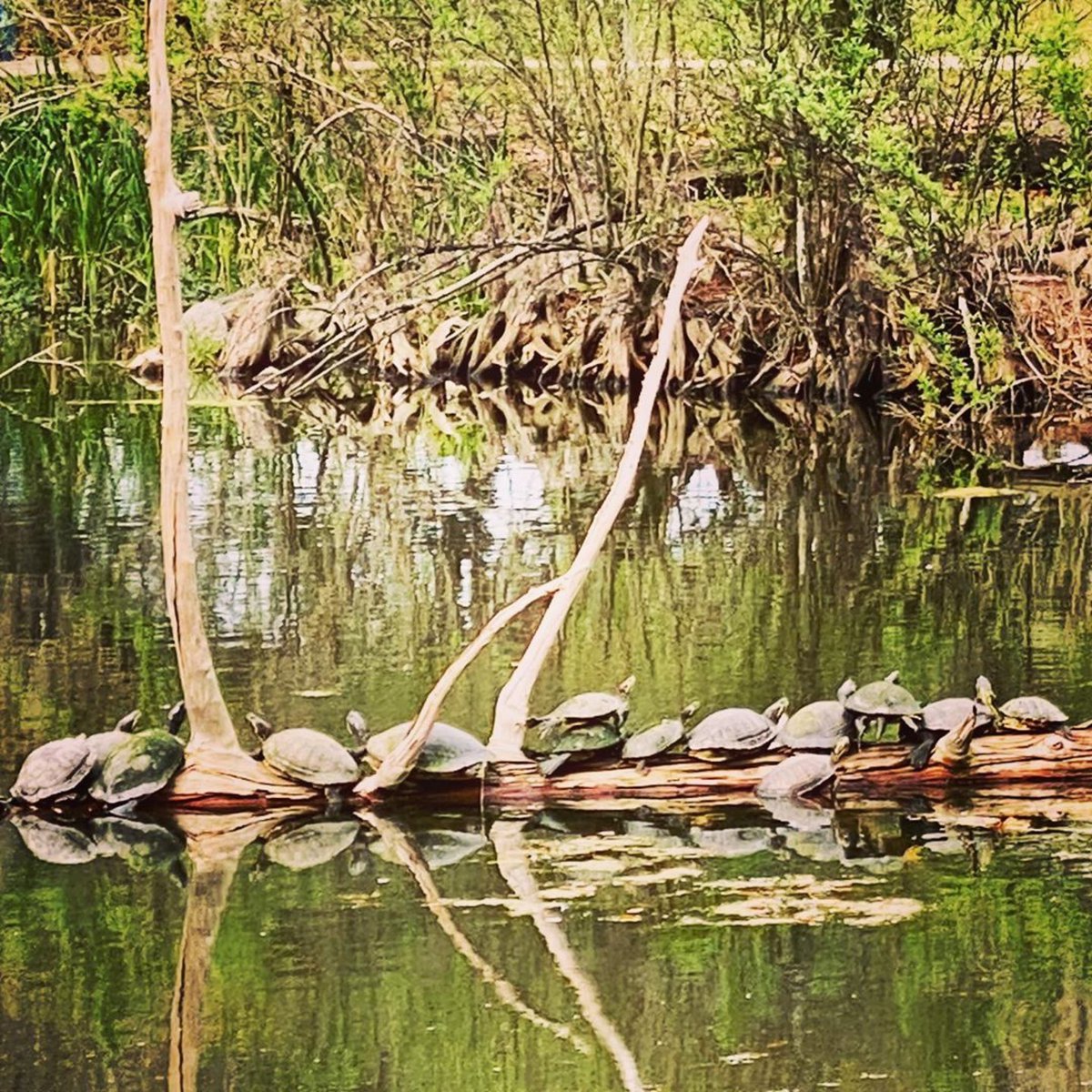 NOLACityPark's tweet image. It’s 79° and the turtles know it! #turtletime 

#iheartcitypark 📸: @designkj
