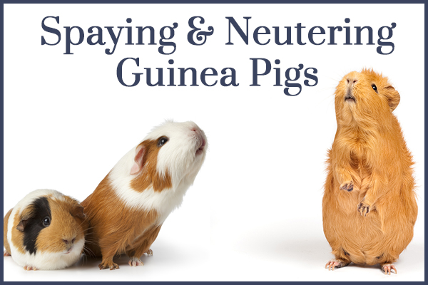 SmallPetSelect's tweet photo. 🐹 Spaying or neutering your guinea pig doesn't change behavior like it does in dogs and cats. But, are there health benefits? Is it safe?
https://t.co/xQDUoUJsXS
#smallpetselect #guineapig #spayandneuter #guineapighealth #cavyparent #lovemycavy #healthypets #spayingpets https://t.co/Omw1zvXvGR