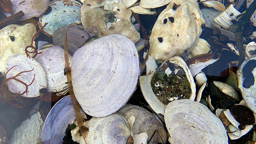 sportfishingbc's tweet photo. #DYK? Eating shellfish harvested from a closed area can make you sick. Unsafe #shellfish can look, smell and taste the same as safe shellfish. Check to make sure that the area you are harvesting in is open every time you head out. #WhenInDoubtCheckItOut https://t.co/hbVhTv3ePJ https://t.co/8LOiHvSLvV