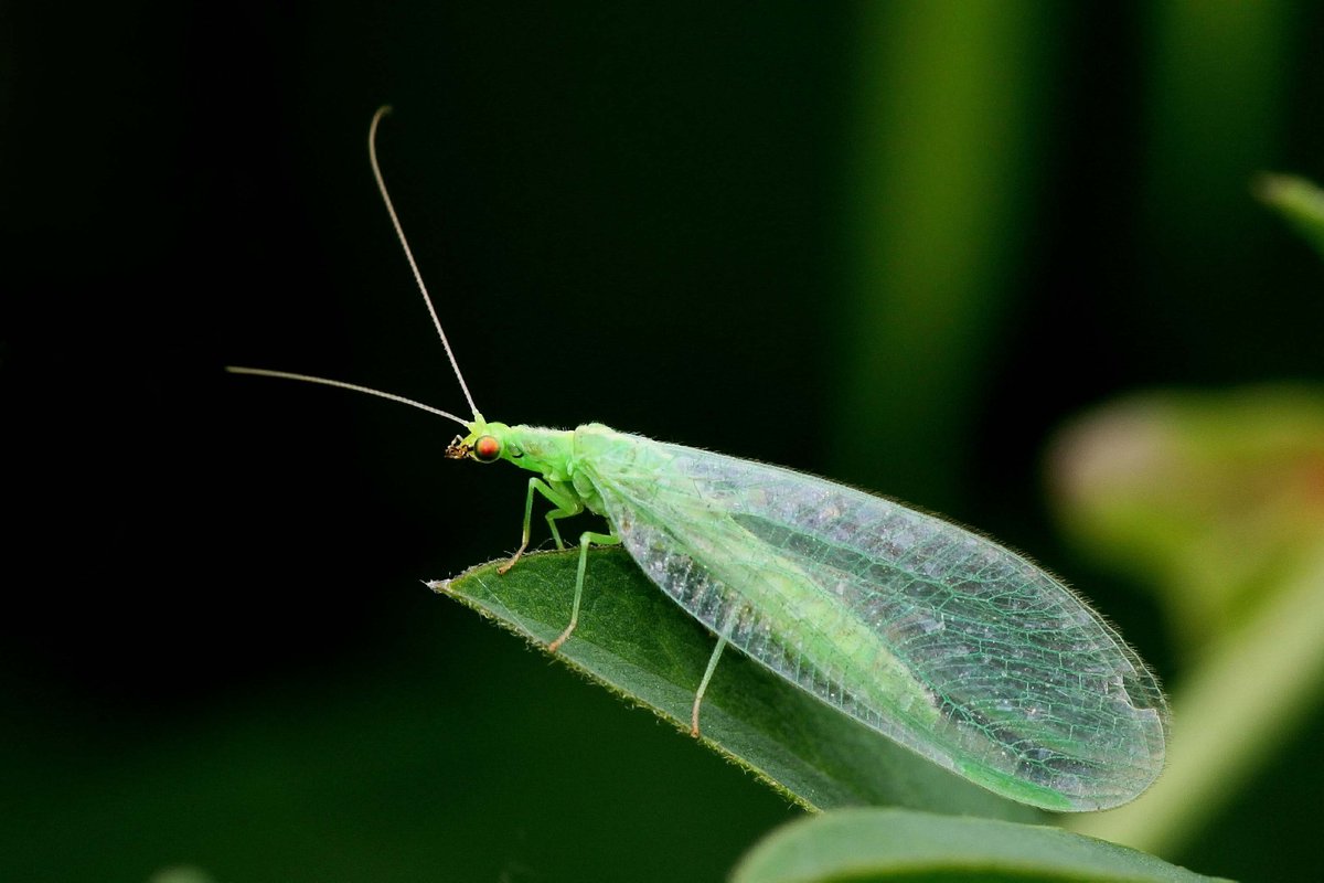 BZL_aktuell's tweet photo. Fenster auf für die #Florfliege! Die grazilen #Tiere mit den filigranen Flügeln überwintern oft auf Dachböden oder in Gartenhäusern. Jetzt müssen sie den Weg nach draußen finden, um Blattläuse zu fressen.
➡️ https://t.co/Zl6jKXsyBV
#Garten #Nützlinge #Umweltschutz https://t.co/39HcglCxt0