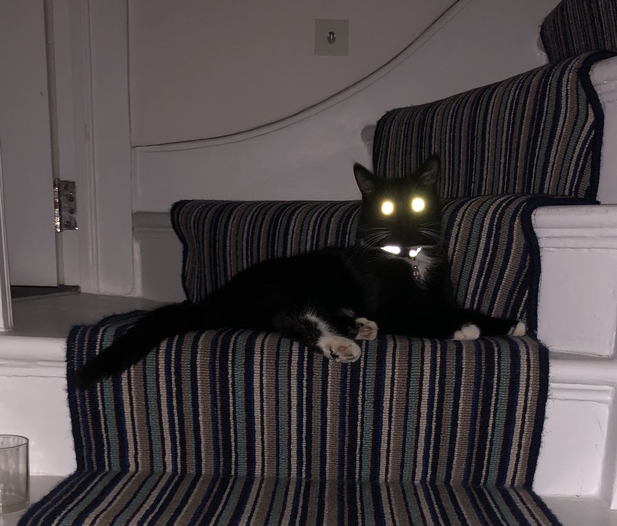 LizShanahan's tweet photo. #FlashCat. More alien than feline https://t.co/xLRbesciR4