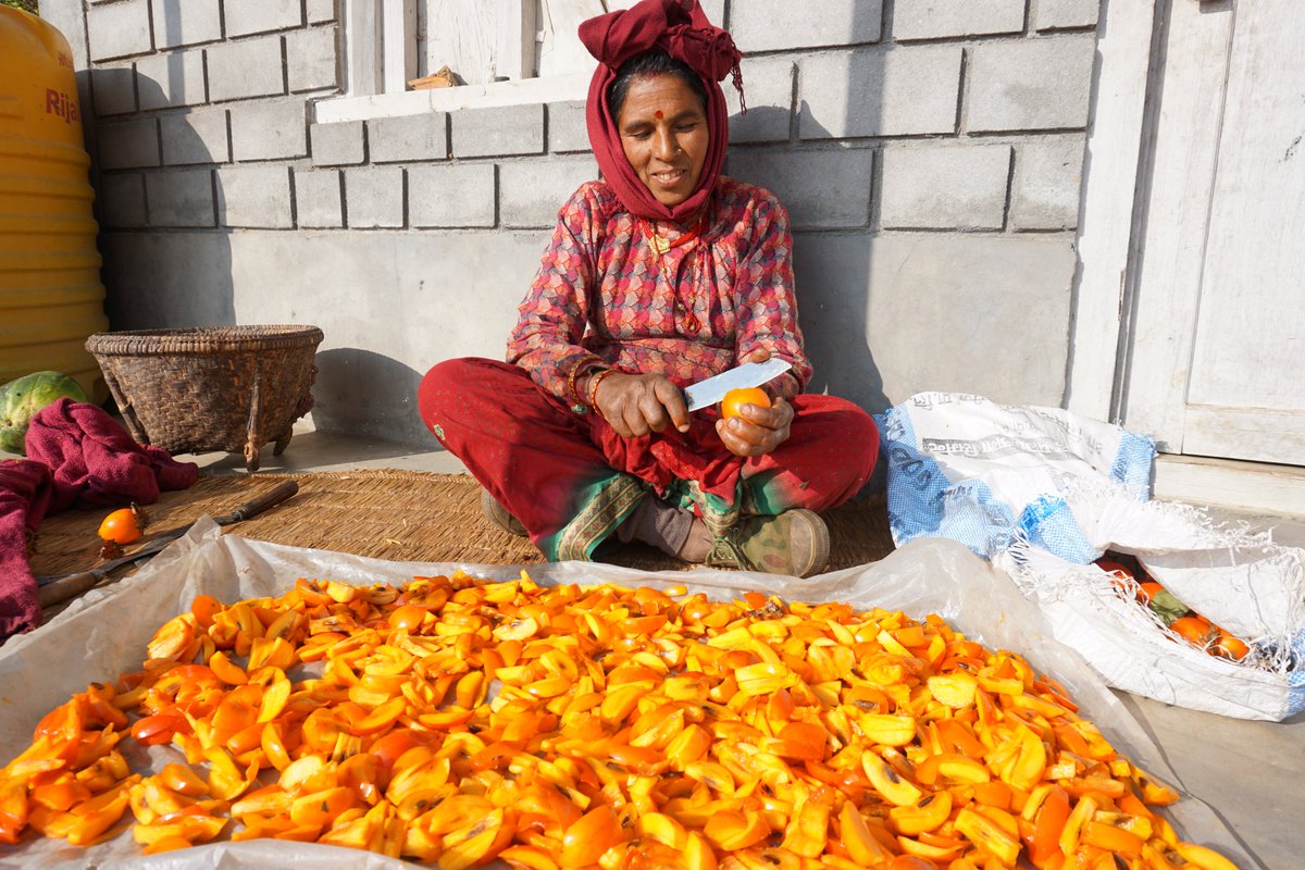 CEGA_UC's tweet photo. CEGA Photo Drive Finalist: A woman slices persimmons in preparation for sun-drying in Dolakha, Nepal. In areas without convenient access to markets, small-holder farmers' surplus crops must be preserved to ensure a more secure income. (Credit: Gogi Grewal) Likes=votes [7/11] https://t.co/cj9WpNGog0