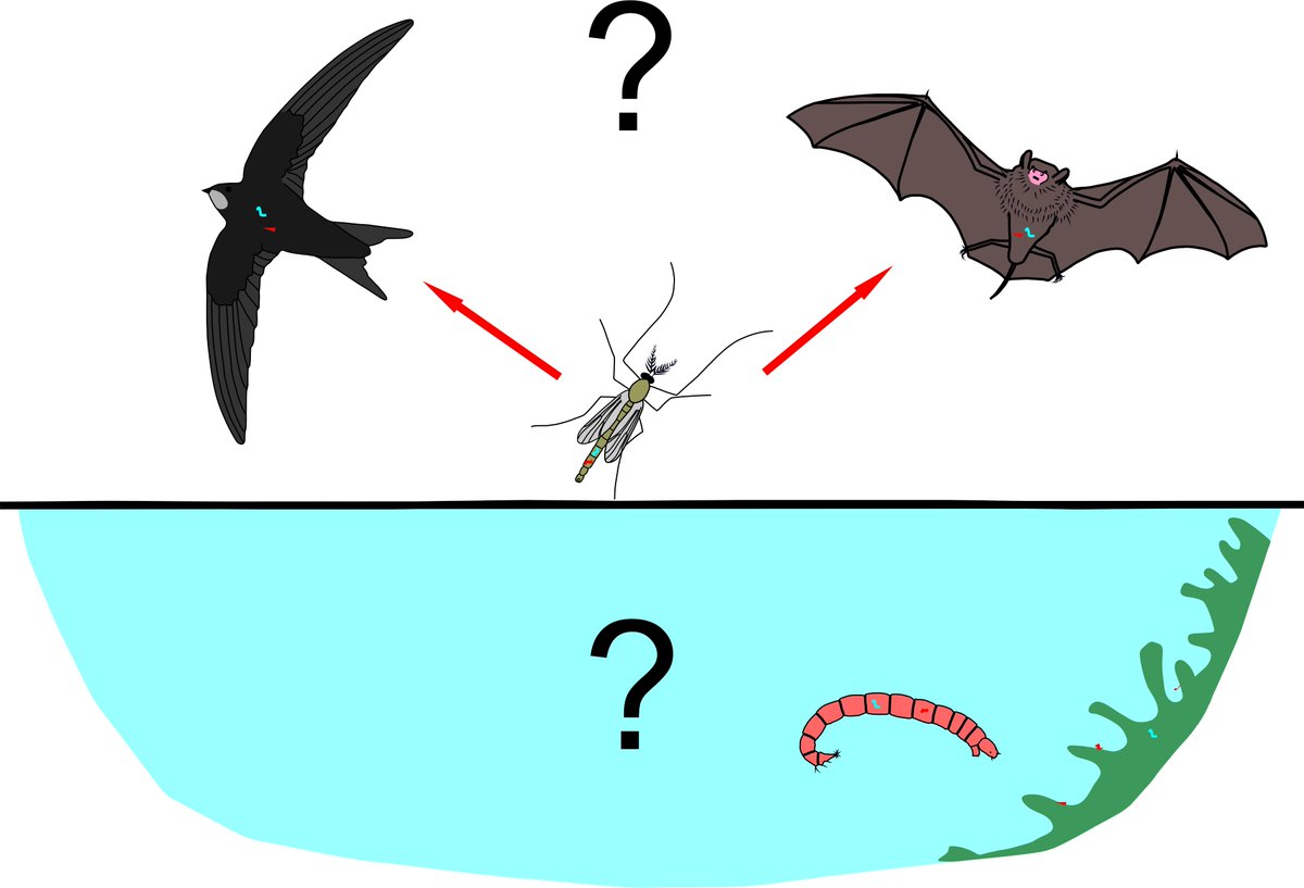 luomus_zoology's tweet photo. Do aquatic insect larvae ingest microplastics and can this plastic end up in insectivorous bats and birds? Pilot project by @AAMHeikkila investigating this using natural history collections and monitoring data has started @luomus @koneensaatio @LifeSciHelsinki #BatLabFinland https://t.co/tlhV7NBG6Z