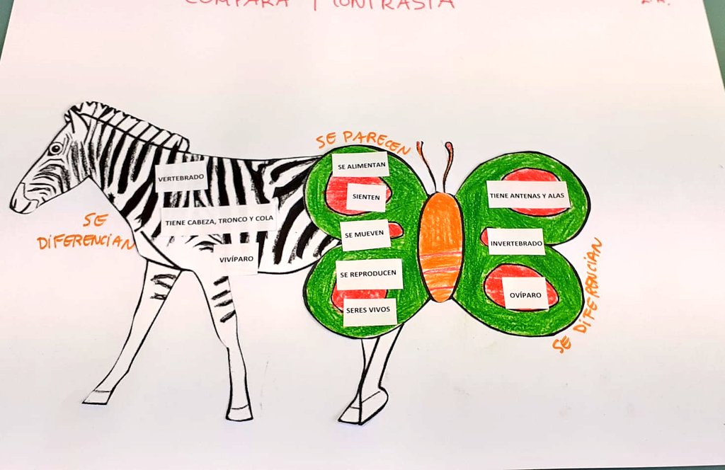 VedrunaPamplona's tweet photo. Nuestras alumnas del Aula UT han realizado un #ComparaContrasta entre la 🦓 y la 🦋. ¡Les ha encantado! https://t.co/bKRCAdZtho