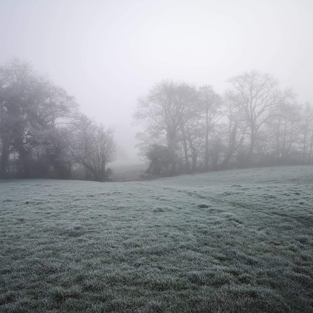 RiverTreeD's tweet photo. One of the special moments where fog makes the surroundings look beautiful, coupled with the frost, unlike today's drizzle in #Dorset https://t.co/P2IipZzdNG