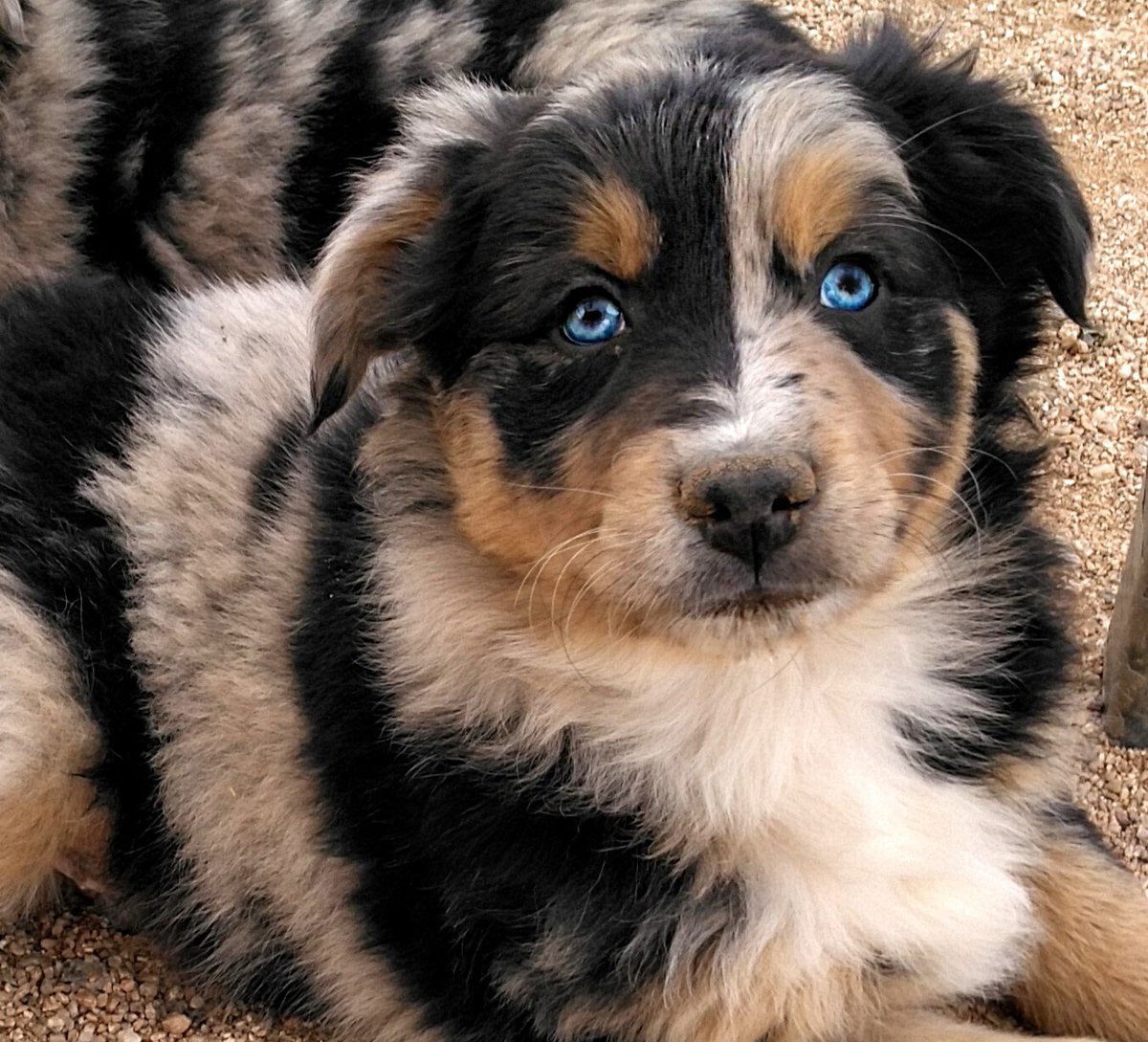 JL_Mann's tweet photo. This little buddy is coming home to us on Saturday and I’m literally dying from excitement 😱😍 everyone meet Toby!!! 🥰🥰  follow us on insta @teddie_and_toby https://t.co/RKX6rLA1hC