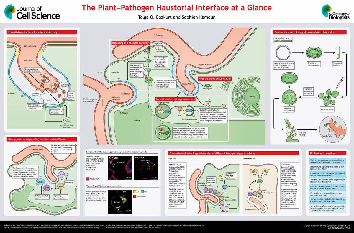 Tolga_Bzkrt's tweet photo. The plant–pathogen haustorial interface at a glance https://t.co/hajTuc95Sm