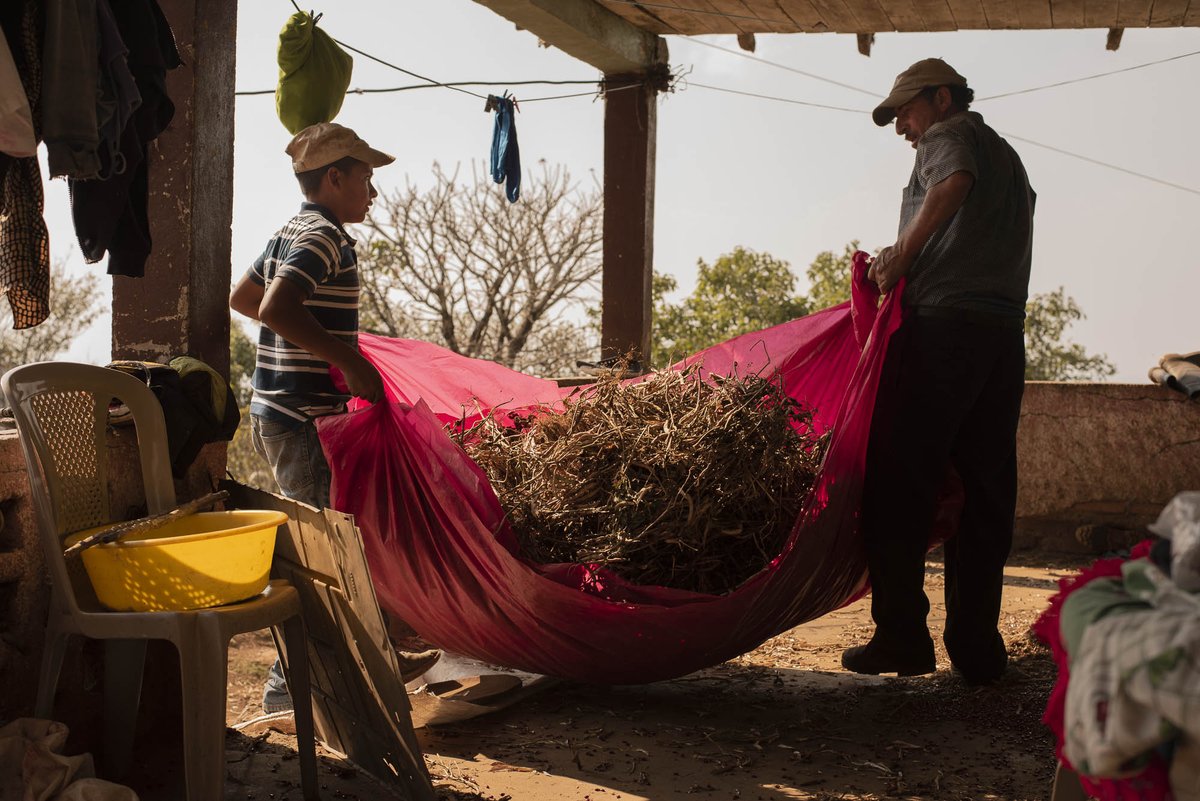 CEGA Photo Drive Finalist: Father and son carry dry bean pods to separate beans as a part of an evaluation of a project aiming to lift families out of poverty and malnutrition in the Dry Corridor of Honduras. (Credit: Cristina Chiarella) Likes=votes [10/11]