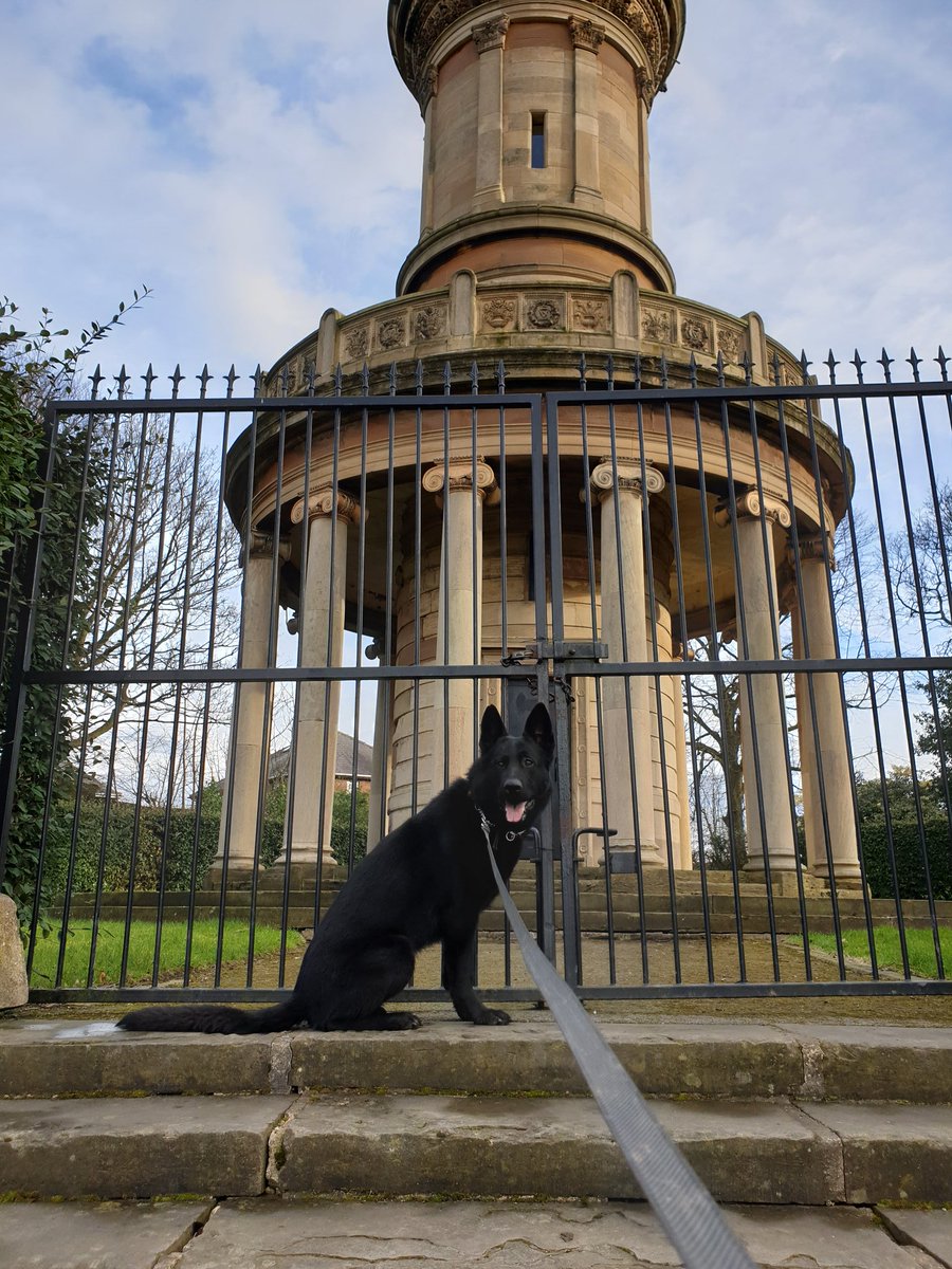 A little exercise before work in Barnsley. GP GSD Reaper can be a right poser when he wants to be #loveyourdog #workingdog #southyorkshire