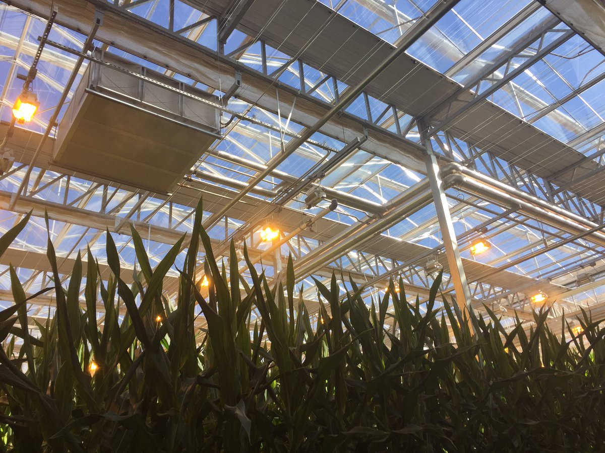 LSafarian's tweet photo. Corn in Arizona? You bet! So happy to be at the opening celebration of @Bayer4CropsUS Marana, AZ greenhouse today. Will speed to market even better hybrids for growers in the US, Canada and around the world. #bayermarana https://t.co/OGtASznitE