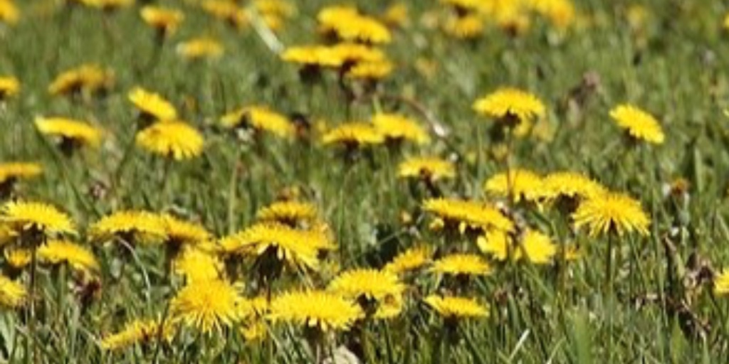 seed_ball's tweet photo. The common dandelion (Taraxacum officinale) provides a good nectar source for pollinators and a caterpillar food source.Its flowers open in the sun, closing in bad weather and at night. The young leaves can be eaten in salads and the flowers made into wine. https://t.co/ip9Rk0Looe