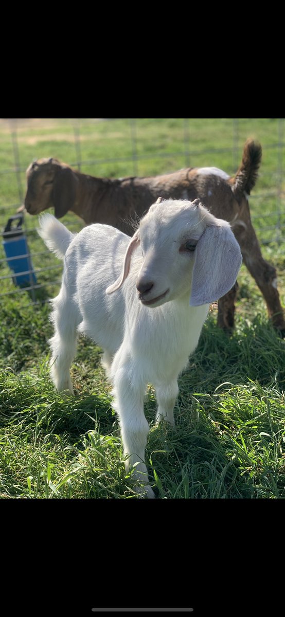 805goats's tweet photo. Pearl looking at the big goats! Only a few more days until the babies get to go in the big goats pen 🐐🌳 https://t.co/zmKDy9FRmr
