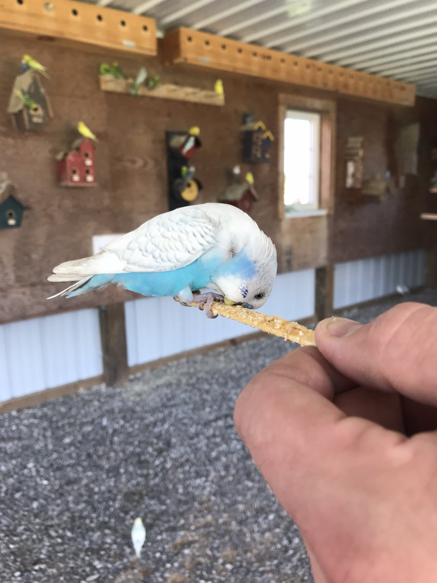 visitstcloud's tweet photo. Pony Rides, Bird Barn, Puppies, Barn Animals, Duck and fish ponds, and so much more at A maze'n Farmyard!
Things like a Maze, Silo Slides, Snack shop, Mini Golf, and Corn pits are added bonuses! #MWTravelChat #VisitStCloud
https://t.co/GU2bVNQpyx https://t.co/x4Wdqw1GgI