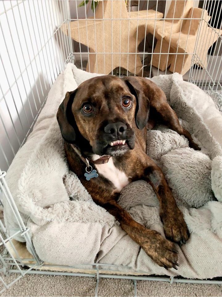 LisaJaneAllison's tweet photo. What a crap 2 days! 48 hours ago my little boy ruptured a disc and had to have spinal surgery. I’ve never cried so much. 😭 On the plus side the vets are happy, on the down side my insurance won’t cover it. 🤦🏼‍♀️ #CheckYourInsurance https://t.co/OUzS32rihr