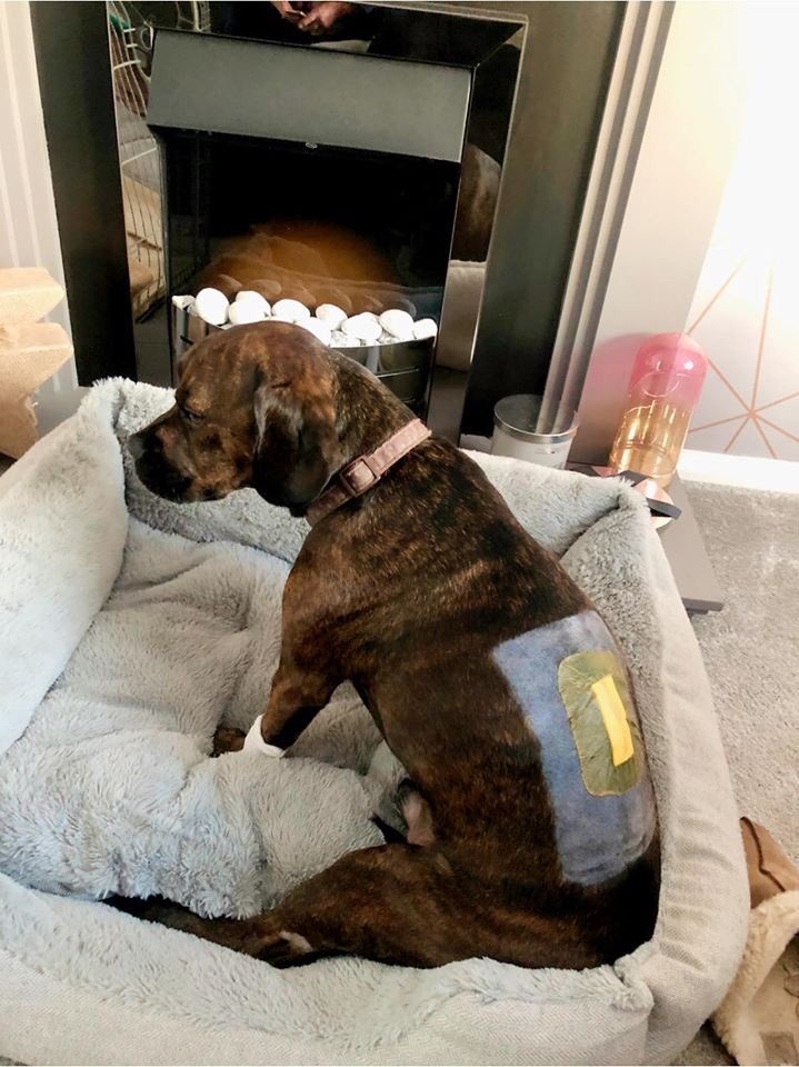 LisaJaneAllison's tweet photo. What a crap 2 days! 48 hours ago my little boy ruptured a disc and had to have spinal surgery. I’ve never cried so much. 😭 On the plus side the vets are happy, on the down side my insurance won’t cover it. 🤦🏼‍♀️ #CheckYourInsurance https://t.co/OUzS32rihr