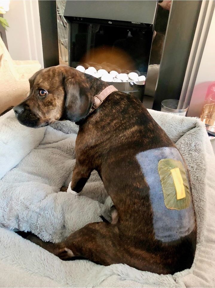 LisaJaneAllison's tweet photo. What a crap 2 days! 48 hours ago my little boy ruptured a disc and had to have spinal surgery. I’ve never cried so much. 😭 On the plus side the vets are happy, on the down side my insurance won’t cover it. 🤦🏼‍♀️ #CheckYourInsurance https://t.co/OUzS32rihr
