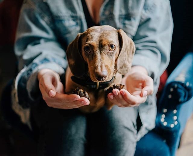 Shameless cute doggo post ift.tt/2TlpASY