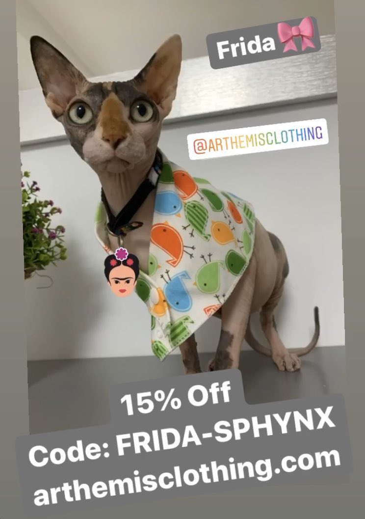 TabataMartinezD's tweet photo. You can save 15% with the code: FRIDA-SPHYNX 😉

#arthemisclothing #fashionforpets #sphynx #chihuahua #influencers https://t.co/69M8dJ5afr