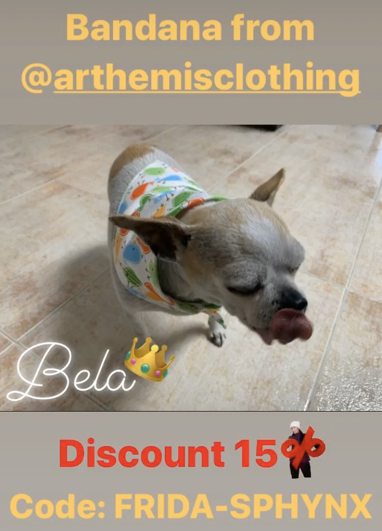 TabataMartinezD's tweet photo. You can save 15% with the code: FRIDA-SPHYNX 😉

#arthemisclothing #fashionforpets #sphynx #chihuahua #influencers https://t.co/69M8dJ5afr