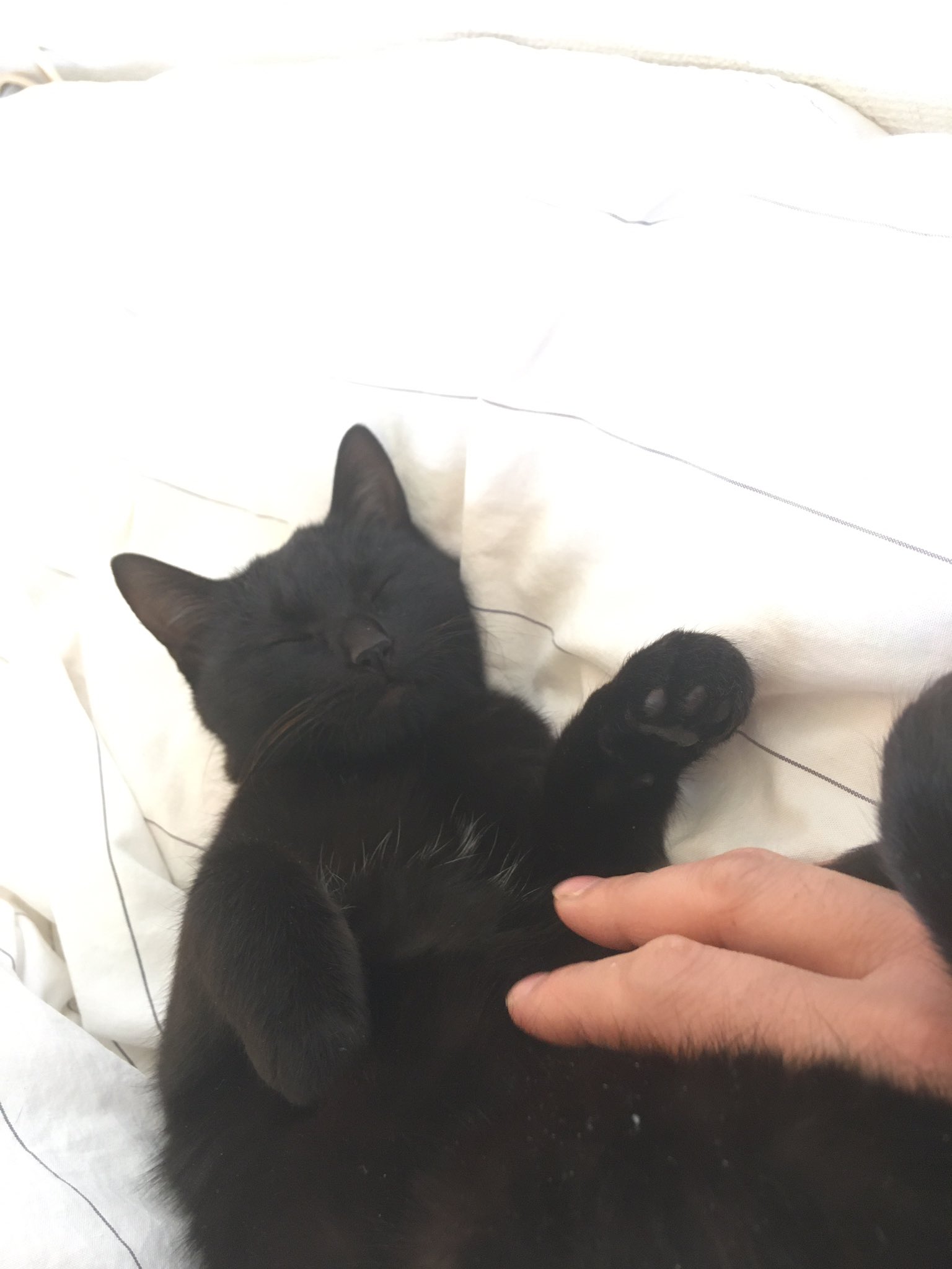 たろ 猫投稿多め V Twitter 日付変わっちゃったけど 今日でおうち来て1週間 威嚇もしなくなったし 表情丸くなった気がする 撫でてるとすごい舐めてくれるし お腹見せてごろごろするから 信頼してくれるようになったのかな すっかり家猫になったなー 明日は