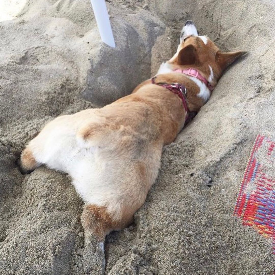 corgilovers3's tweet photo. I need a little help here 😅
—
👉🏼 @Corgi.Express
👉🏼 @Corgi.Express
👉🏼 feat. @lupathecorgi
#corgicommunity #dailycorgi #breakfastclubcorgis 
#honey #pancake Alex Trebek No Time To Die Vice City https://t.co/LOXXjYgGxo
