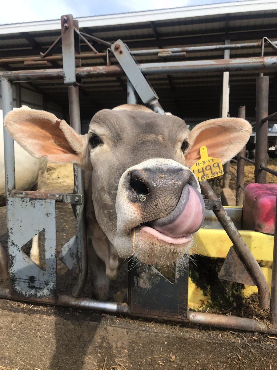 visitstcloud's tweet photo. Want a farm experience that includes FRESH CHEESE? Of course you do! @redheadcreamery you get it all!
#visitstcloud #MWTravelChat https://t.co/p4jNQ8iNEX
