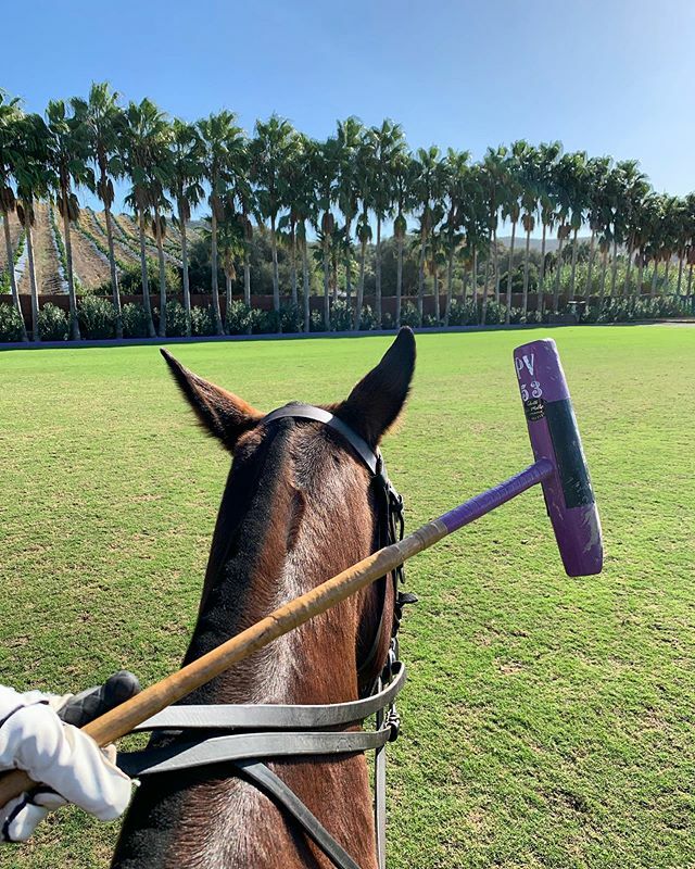 View goals😍 pony ears, palm trees and sunshine💗⁣
⁣
What’s your favorite view??⁣

#polopeopleplaces #betweentheears #betweentwoears #polofield #polovalley #ponyearsandsunshine #pony #ponylove #horselife #equestrian #instahorse #instahorsedaily #pon… ift.tt/3cxPtq7