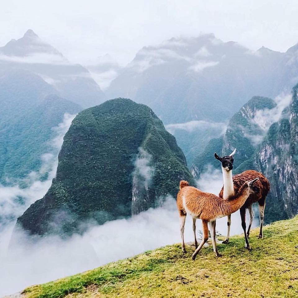 ColaJessice's tweet image. 