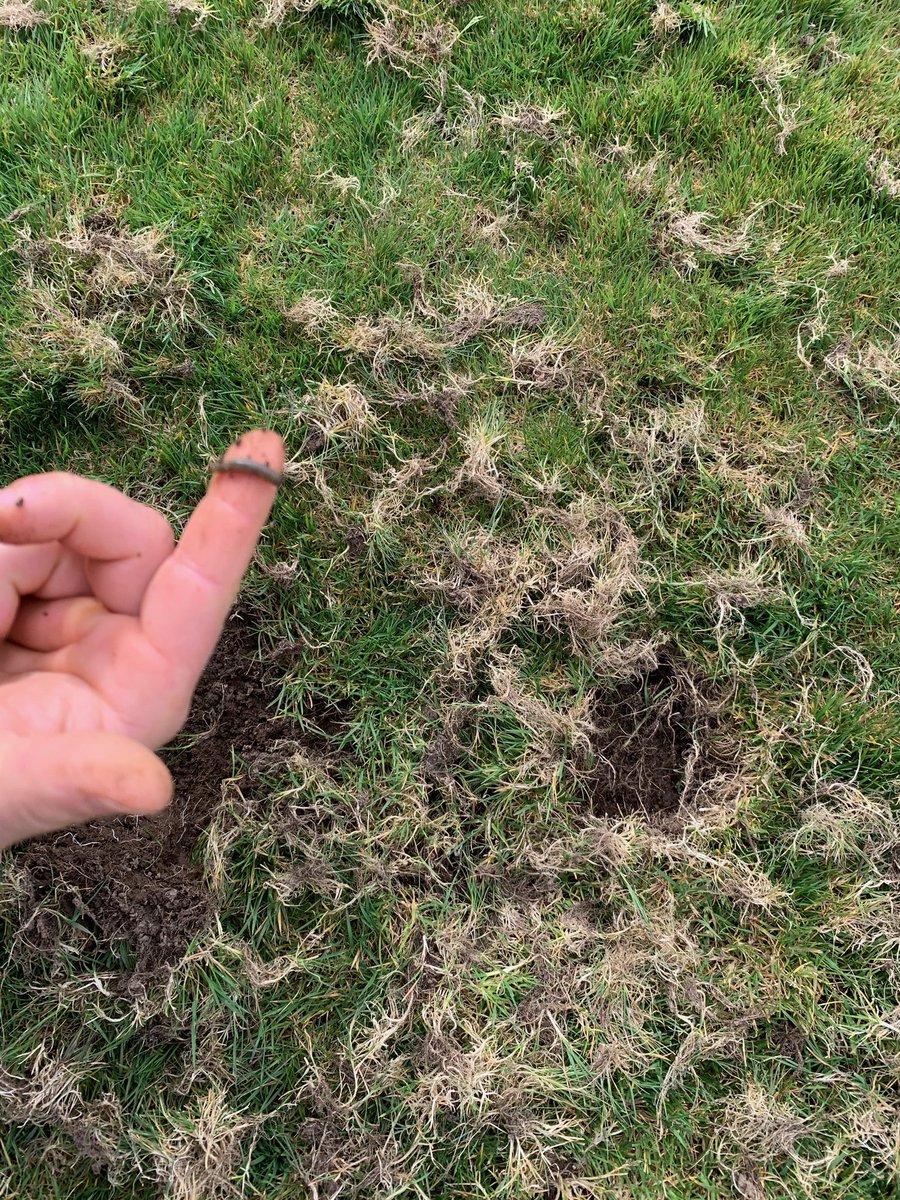 WarrenGawlik's tweet photo. Wet fall and a mild winter. Keep an eye out for birds 🐦 picking around. I’ve seen a lot of cranefly so far this year! Don’t be afraid to flip over some turf. #WEturf #beaverturf https://t.co/zxPhoxT4Nv