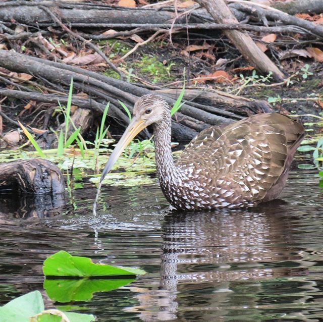 #waterbirdwednesday
Did you know that the Limpkin population in Florida is actually growing rapidly?  There’s a new invasive snail moving into Florida, Pomacea maculata, the island apple snail. They are abundant and a popular meal for limpkins. More food… ift.tt/2Ike8ks
