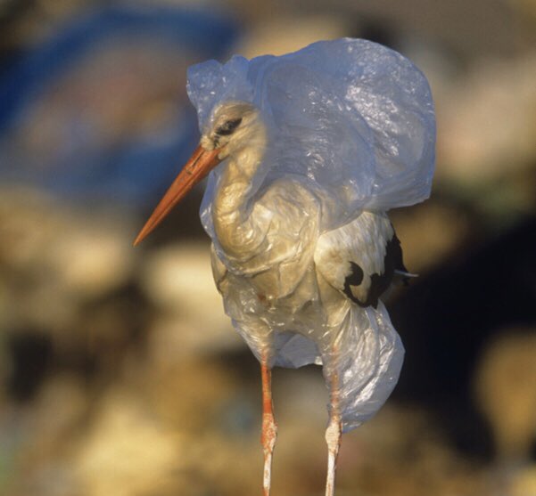 AntiPlasticOrg3's tweet photo. Thousands of birds die every year because of plastic pollution in the ocean. This needs to stop. #StopPlasticPollution https://t.co/RhRpCCKOXq