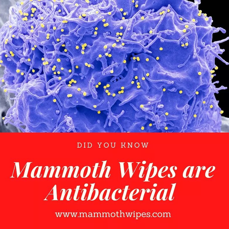 Did you know <a href="/mammothwipes/">mammothwipes</a> are Antibacterial..