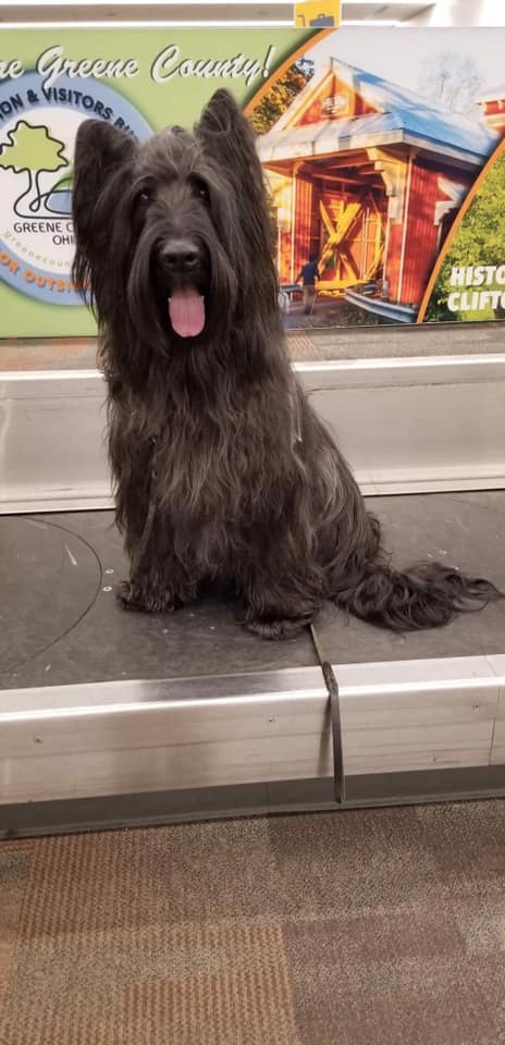 DAY_IntlAirport's tweet photo. The best looking luggage we've ever seen 🐶 📸 Best Friends Pet Assisted Therapy at the Dayton International Airport #airporttwitter #therapydog #flydayton https://t.co/W81wxZhhLG